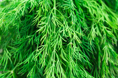 Texture of fresh dill herb close up. Whole background.の写真素材