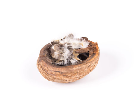 Cracked walnut. Isolated on a white background.