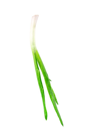 Beautiful spring onions. Isolated on a white background.の写真素材