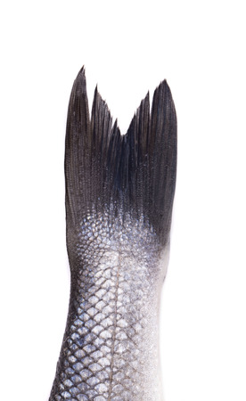 Tail of raw fish. Isolated on a white background.の写真素材