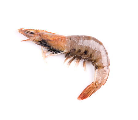 Close up of fresh shrimp. Isolated on a white background.の写真素材