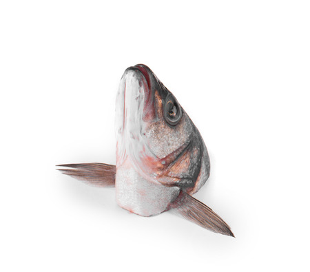 Close up of carp head. Isolated on a white background.の写真素材
