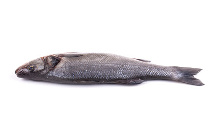 Fresh seabass. Isolated on a white background.の写真素材