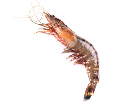Raw tiger shrimp on white. Isolated on a white background.の写真素材
