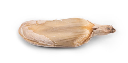 Sunflower seed. Isolated on a white background.
