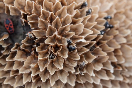 old sunflower isolated as a whole background in the closeupの写真素材