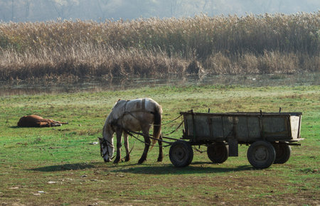 Rural landscape with horse and woodの写真素材