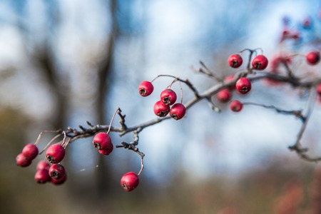 Rowan berries Mountain ash tree with ripe berryの写真素材
