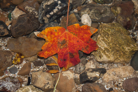 Autumn leaf macro closeup.