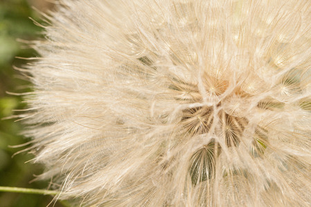 dandelion close-upの写真素材