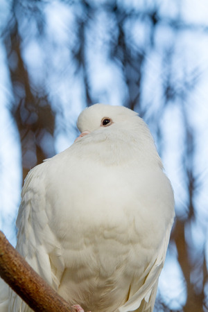 Dove against the blue sky. Whole background.の写真素材
