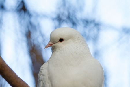 Dove against the blue sky. Whole background.の写真素材