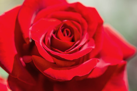 Close up of red rose as a backgroundの写真素材