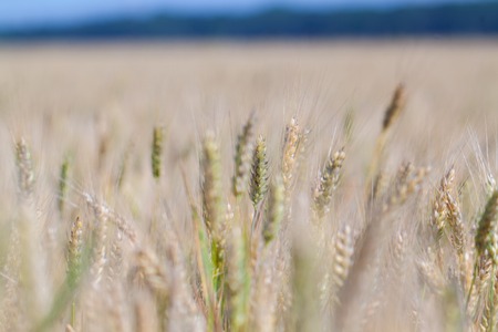 Yellow grain ready for harvest growing in a farm fieldの写真素材