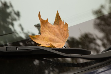 Dry yellow maple leaf on a clear car window, stuck in wiper bladeの写真素材