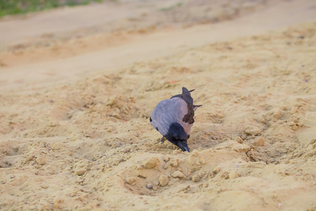 A closeup of a hooded crow who found something interesting on beach sand of a park lake shoreの写真素材