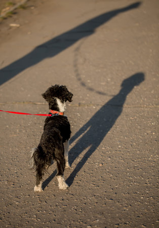 Black and white Chinese Crected Dog puppy on a leash