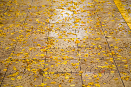 Yellow birch leaves on a wet pavement after an autumn rain