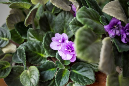Beautiful home flowers violets. Macro. Can be used as a whole background.の写真素材