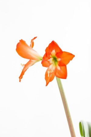 Beautiful home pink flower. Isolated on a white background.の写真素材