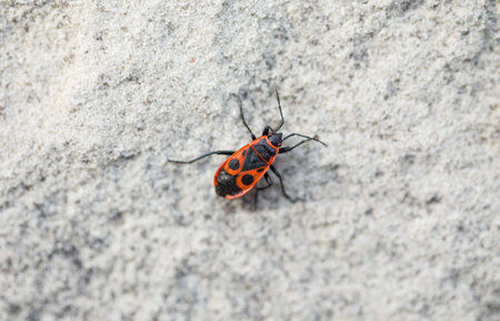 Closeup of firebug Pyrrhocoris Apterus. Macro. Located on sand. Can be used as a whole background.