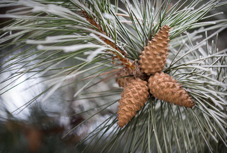 Pine cones and branches. Macro. Winter. Can be used as a whole background.
