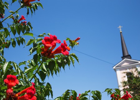Closeup of beautiful red flowers against blue sky and orthodox church. Daylight. Selective focus.の写真素材