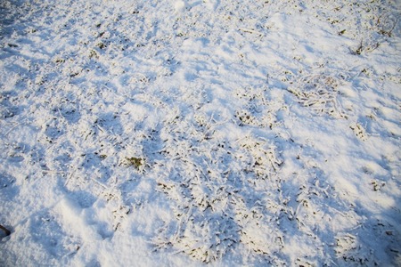 Lawn covered with first snow. Photo can be used as a whole background.の写真素材