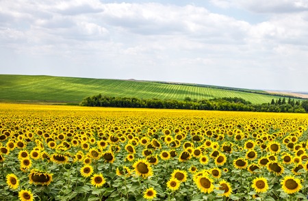 Beautiful sunflower field. Photo can be used as a whole background.の写真素材