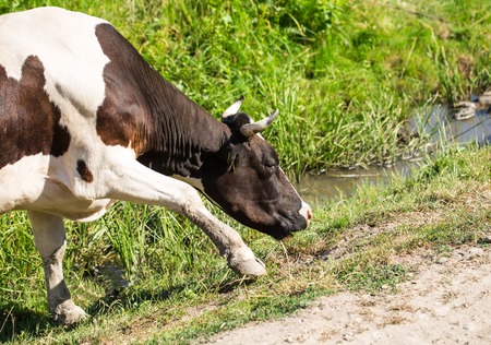 Cow grazing on a summer pasture. There is the half cow.の写真素材