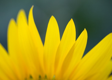 Sunflower petals closeup. Macro. Photo can be used as a whole background.のeditorial素材