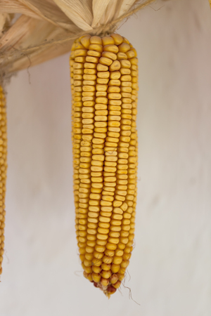 Dried corn closeup against stone wall as a background. Macro.の写真素材