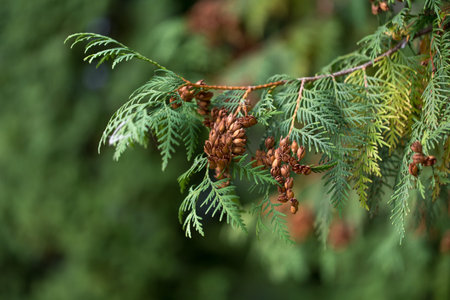 Evergreen branches with cones. Macro. Photo can be used as a whole background.