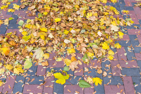 Pile of dry yellow leaves on the stone tiles. Photo can be used as a whole background.