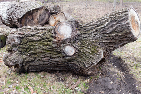 Oak logs on the ground. Photo can be used as a whole background.