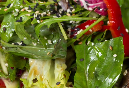 Fresh herbs salad with sesame as a garnish for grilled beef loin.の写真素材