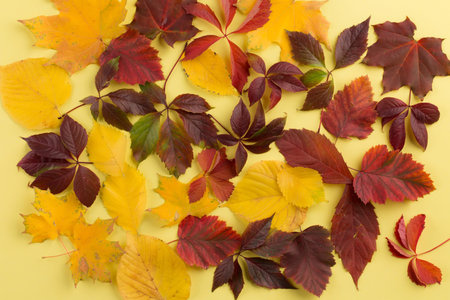 Background of autumn leaves. Leaves are on the yellow background.