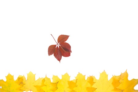 Twig of the wild grapes and maple leaves. Isolated on the white background.の写真素材