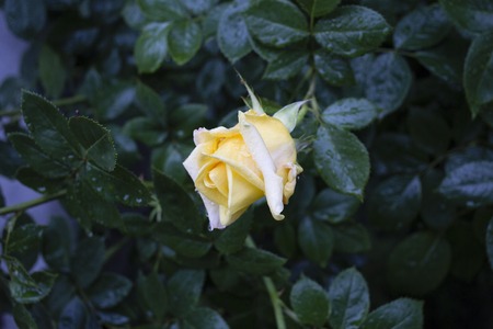 Yellow rose with drops is after the rain. The background is blurred.の写真素材