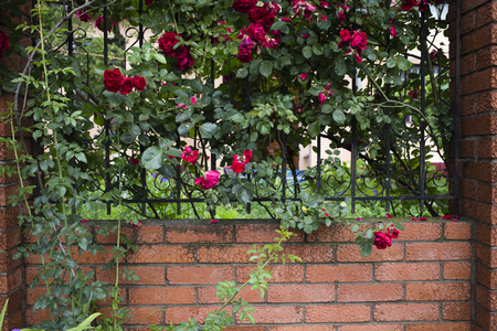 Blooming rose bush. There is a blooming rose brush and a metal fence.の写真素材
