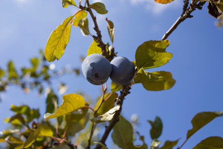 Ripe plums on a tree against the sky. Close-up shot is ready to be picked.
