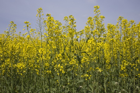 Close up of rapeseed. Background is the dark sky.の写真素材