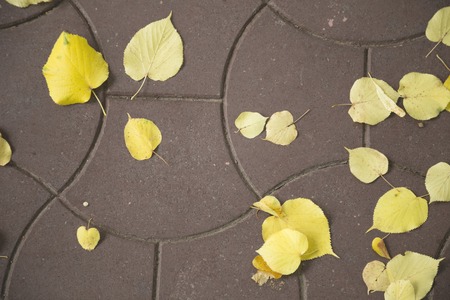 Autumn on a city. Leaves of lime-tree on a pattern pavement.の写真素材