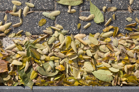 Beautiful autumn sketches. Background of a pavement and dead leaves.
