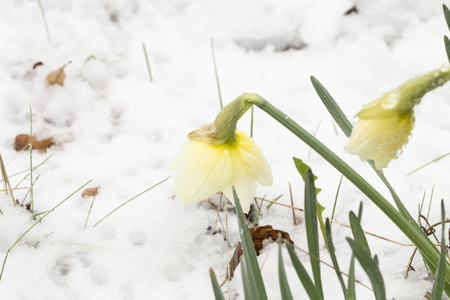Arrival of spring. Bunch of yellow spring daffodils growing through the snow outdoorsの写真素材