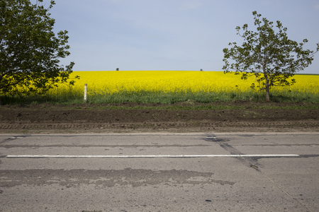 Highway and field of a rape. There are asphat raod and four trees on the field of a rape.の写真素材