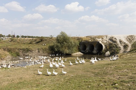 Household white geese. They grazing near a river.の写真素材