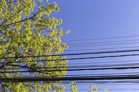 New leaves and the blue sky. That picture may be use as a background.の写真素材