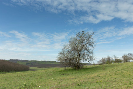 Flock of birds is sitting on a tree. Still here it is depicted a hill with a forest and the blue sky with fleecy clouds.の写真素材