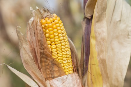 Ripe corncob and dry leaves. Close-up and a blurred background.の写真素材